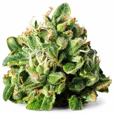 Free Gelato free seed