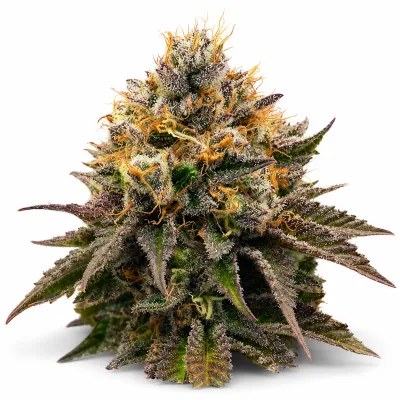 Free OG Kush free seed