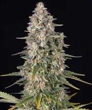 Pineapple Chunk Strain – product view 1
