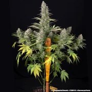 Pineapple Chunk Strain – product view 2