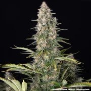 Pineapple Chunk Strain – product view 3