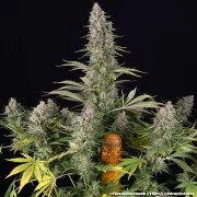 Pineapple Chunk Strain – product view 4