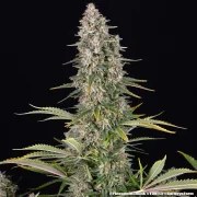 Pineapple Chunk Strain – product view 5