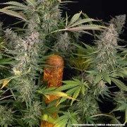 Pineapple Chunk Strain – product view 6