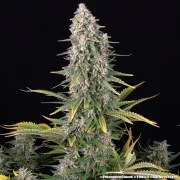 Pineapple Chunk Strain – product view 7
