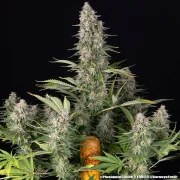 Pineapple Chunk Strain – product view 8