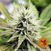Pineapple Chunk Strain – product view 9