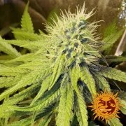 Pineapple Chunk Strain – product view 10