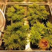 Pineapple Chunk Strain – product view 11