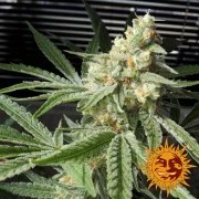 Pineapple Chunk Strain – product view 12