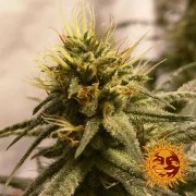 Pineapple Chunk Strain – product view 13