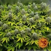 Pineapple Chunk Strain – product view 14
