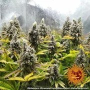 Pineapple Chunk Strain – product view 15