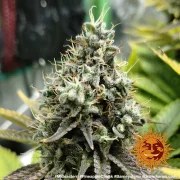 Pineapple Chunk Strain – product view 16