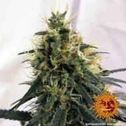 Pineapple Chunk Strain – product view 17