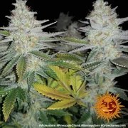 Pineapple Chunk Strain – product view 18