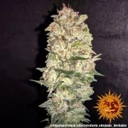Pineapple Chunk Strain – product view 19