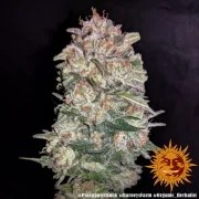 Pineapple Chunk Strain – product view 20