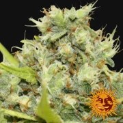Pineapple Chunk Strain – product view 21