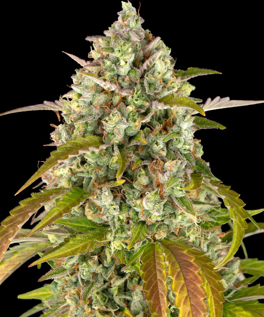 Pineapple Express Auto Strain – product view 1