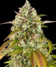 Pineapple Express Auto Strain – product view 1