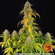 Pineapple Express Auto Strain – product view 2