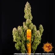 Pineapple Express Auto Strain – product view 3