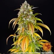 Pineapple Express Auto Strain – product view 4