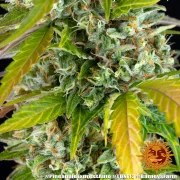 Pineapple Express Auto Strain – product view 5