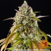 Pineapple Express Auto Strain – product view 6