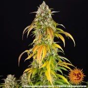 Pineapple Express Auto Strain – product view 7