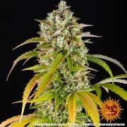 Pineapple Express Auto Strain – product view 8
