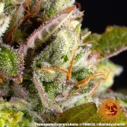 Pineapple Express Auto Strain – product view 9