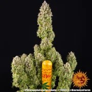 Pineapple Express Auto Strain – product view 10