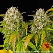 Pineapple Express Auto Strain – product view 11