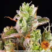 Pineapple Express Auto Strain – product view 12