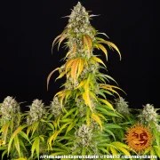 Pineapple Express Auto Strain – product view 13