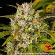 Pineapple Express Auto Strain – product view 14