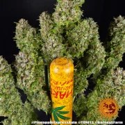 Pineapple Express Auto Strain – product view 15