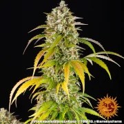 Pineapple Express Auto Strain – product view 16