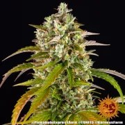 Pineapple Express Auto Strain – product view 17