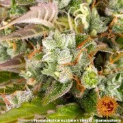 Pineapple Express Auto Strain – product view 18