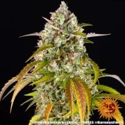 Pineapple Express Auto Strain – product view 19