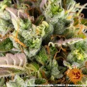 Pineapple Express Auto Strain – product view 20