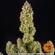 Pineapple Express Auto Strain – product view 21