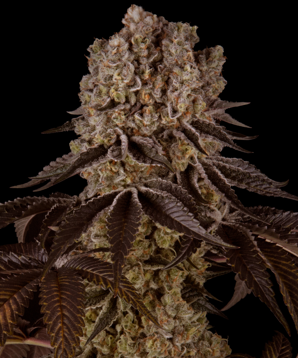 Purple Punch Strain – product view 1