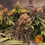 Purple Punch Strain – product view 2