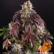 Purple Punch Strain – product view 3