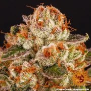 Purple Punch Strain – product view 4