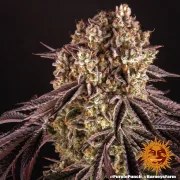 Purple Punch Strain – product view 5